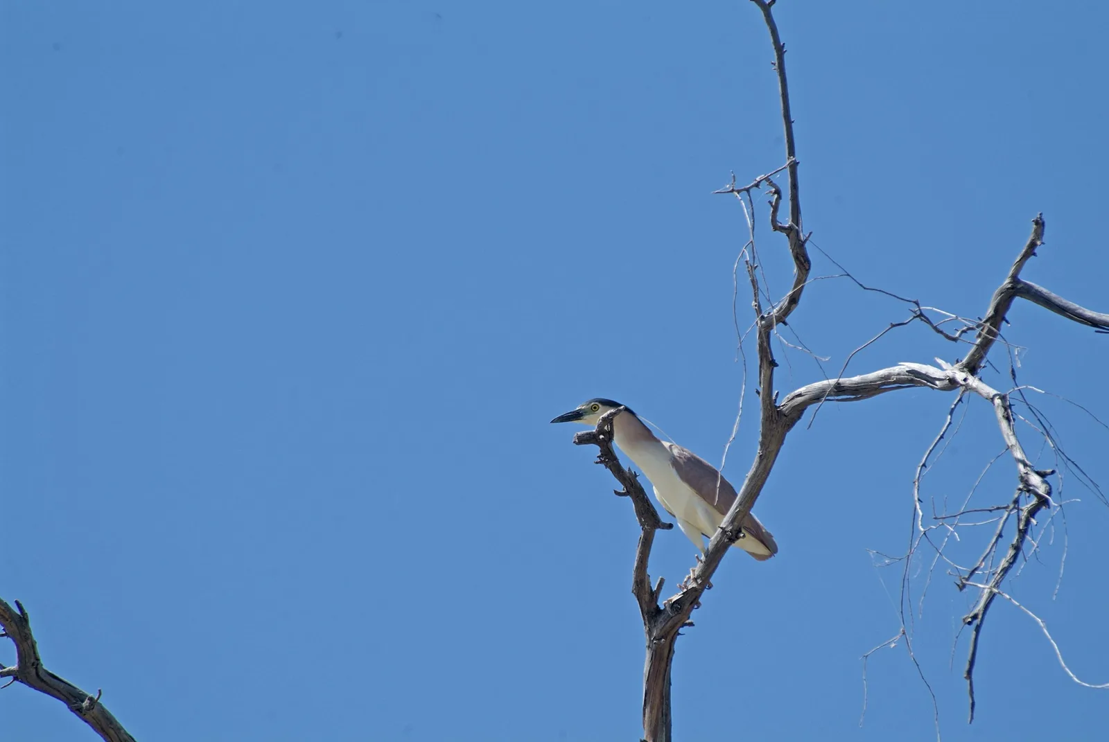 Birdwatching near Cunnamulla outback Queensland