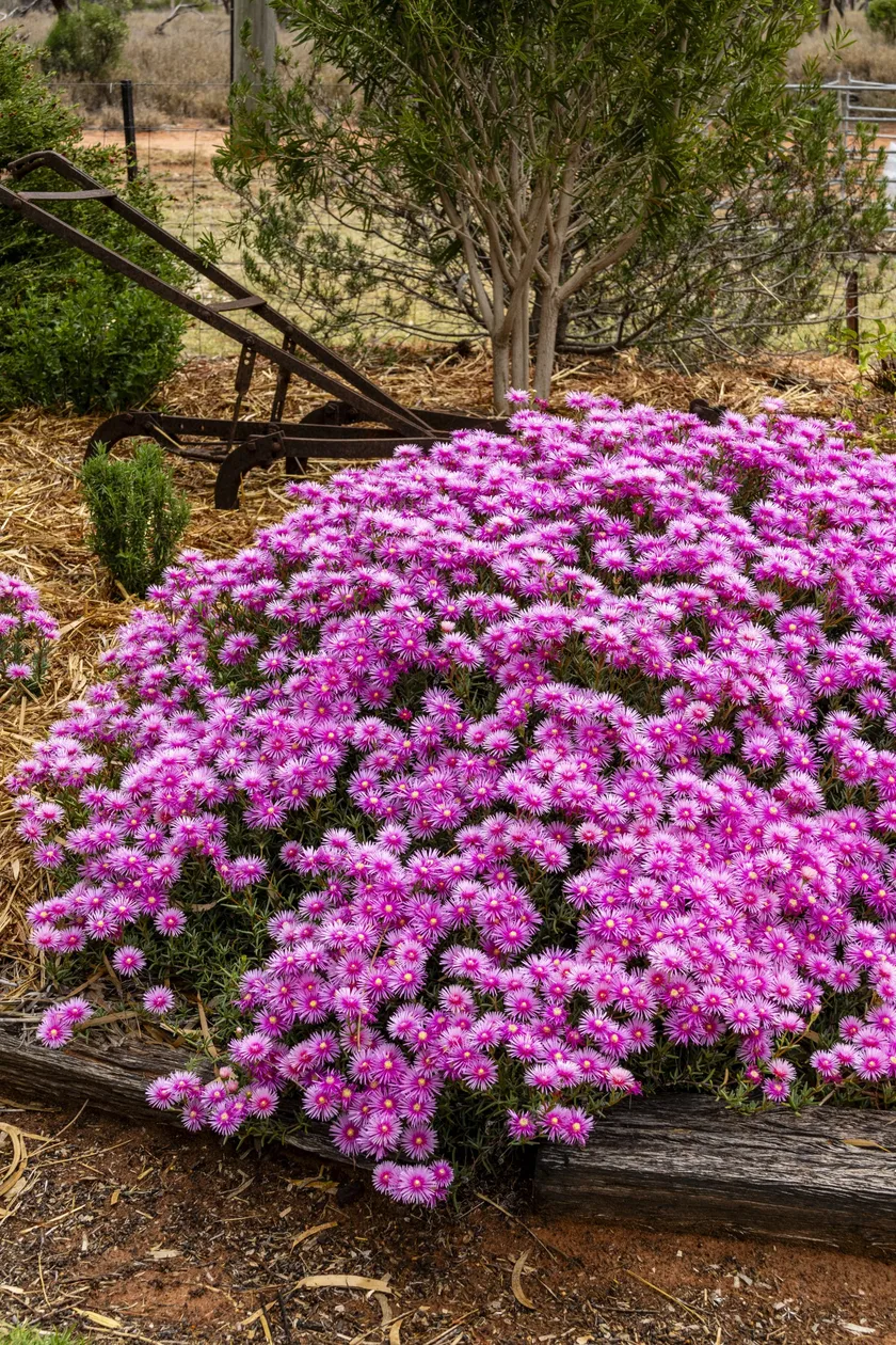 Flowering pigface garden bed on the Outback Garden Tour near Cunnamulla